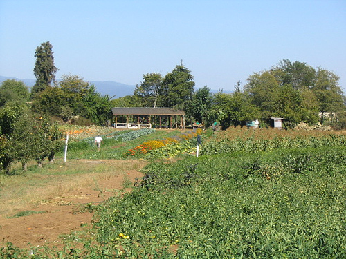 Santa Cruz Univ Farm