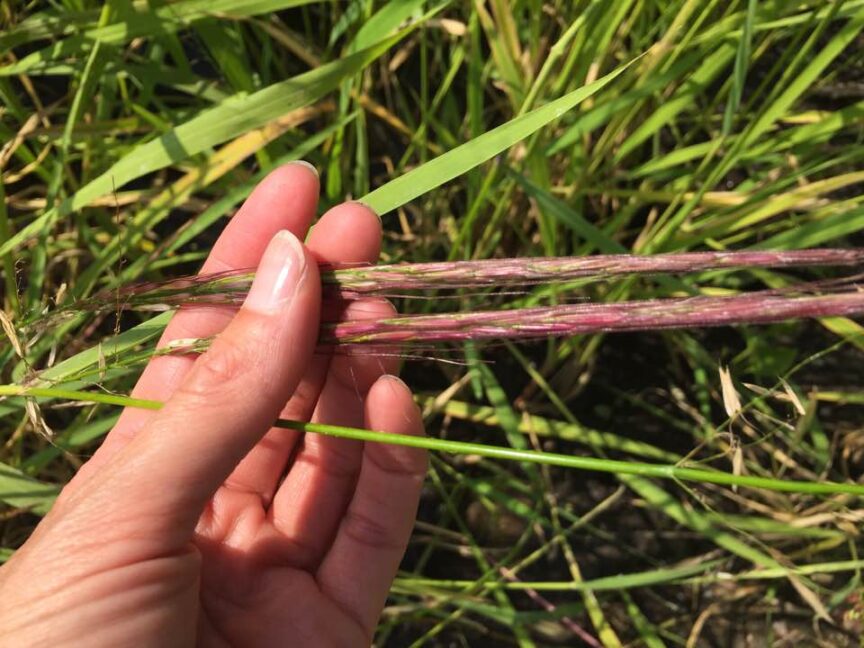 A hand holding wild rice plants.