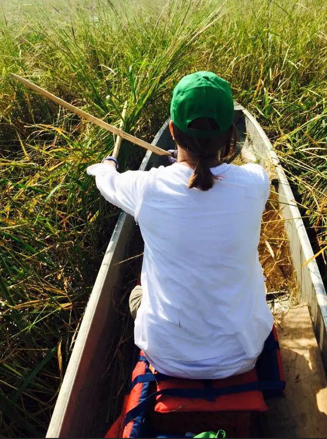 Harvesting wild rice in a canoe.