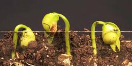 Lima Bean sprouts. Photo by David Marvin. CC BY 3.0