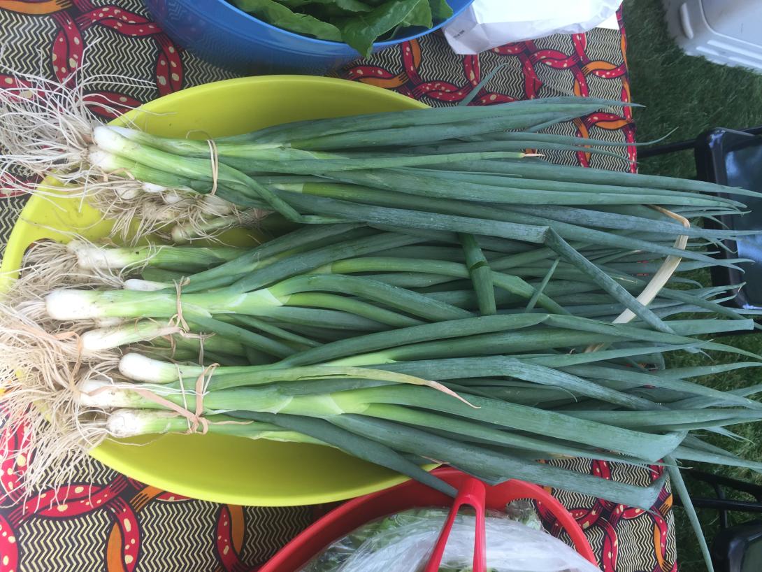 bundles of green onions from D-Town Farm.